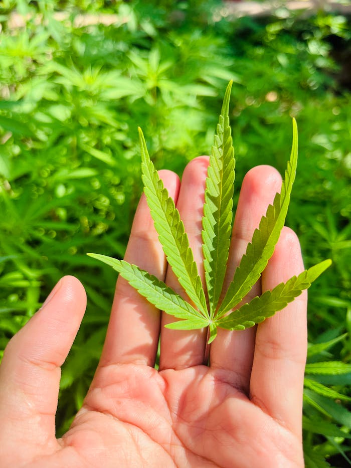 Person Holding Green Leaf